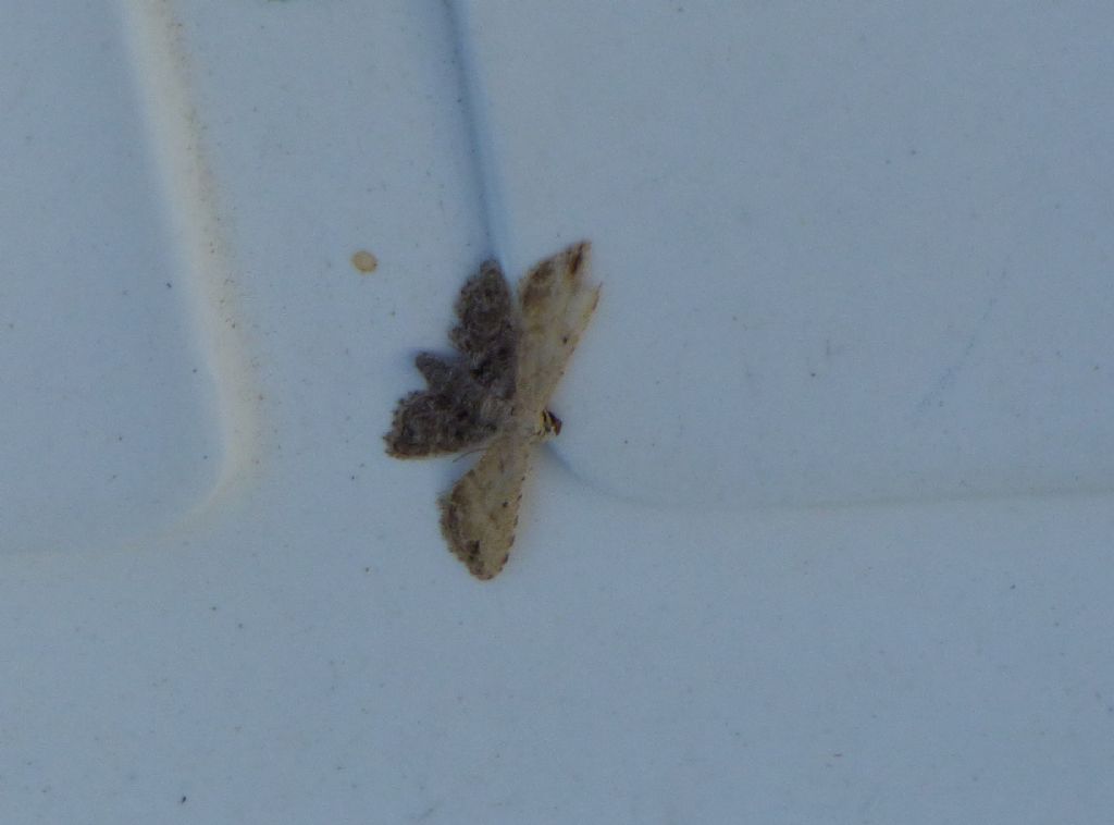 Araeopteron ecphaea (Erebidae)